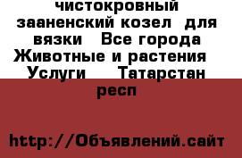 чистокровный зааненский козел  для вязки - Все города Животные и растения » Услуги   . Татарстан респ.